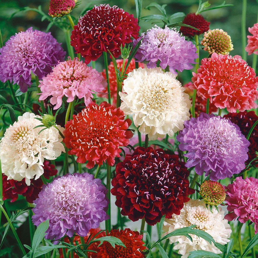 Bakkeknapp i gruppen Frø / Ettårige blomster hos Impecta Fröhandel (8720)