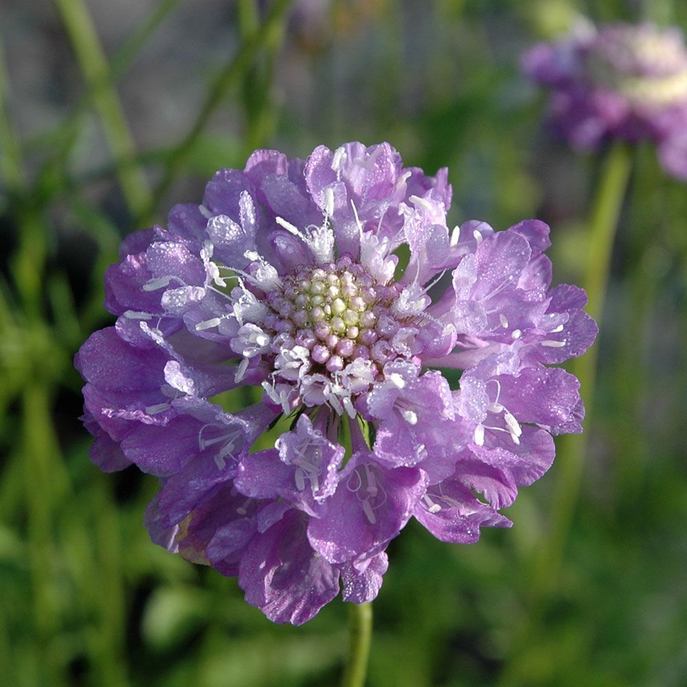 Bakkeknapp 'Oxford Blue' i gruppen Frø / Ettårige blomster hos Impecta Fröhandel (8722)