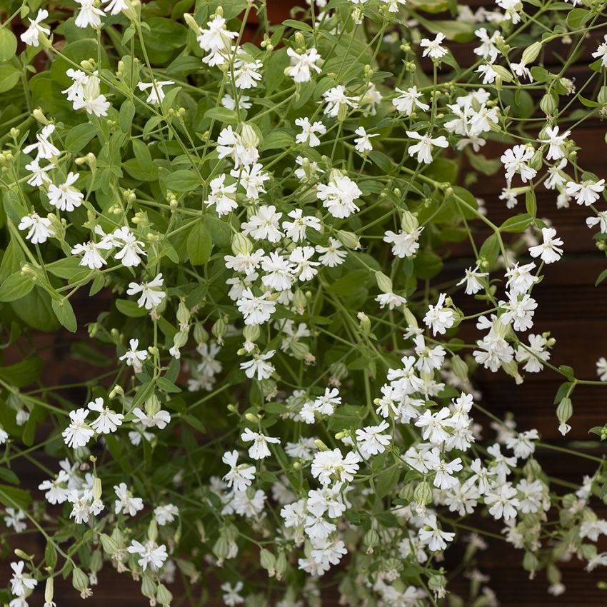 Hengesmelle 'Sibella White' i gruppen Frø / Ettårige blomster hos Impecta Fröhandel (87311)
