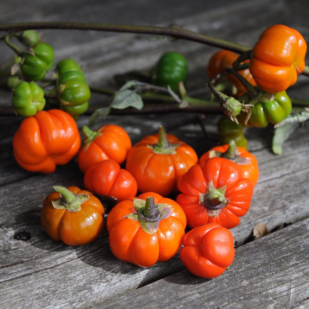 Rød Aubergine ''Pumpkin On-A-Stick'', Uvanlig aubergine. oransjerøde minifrukter