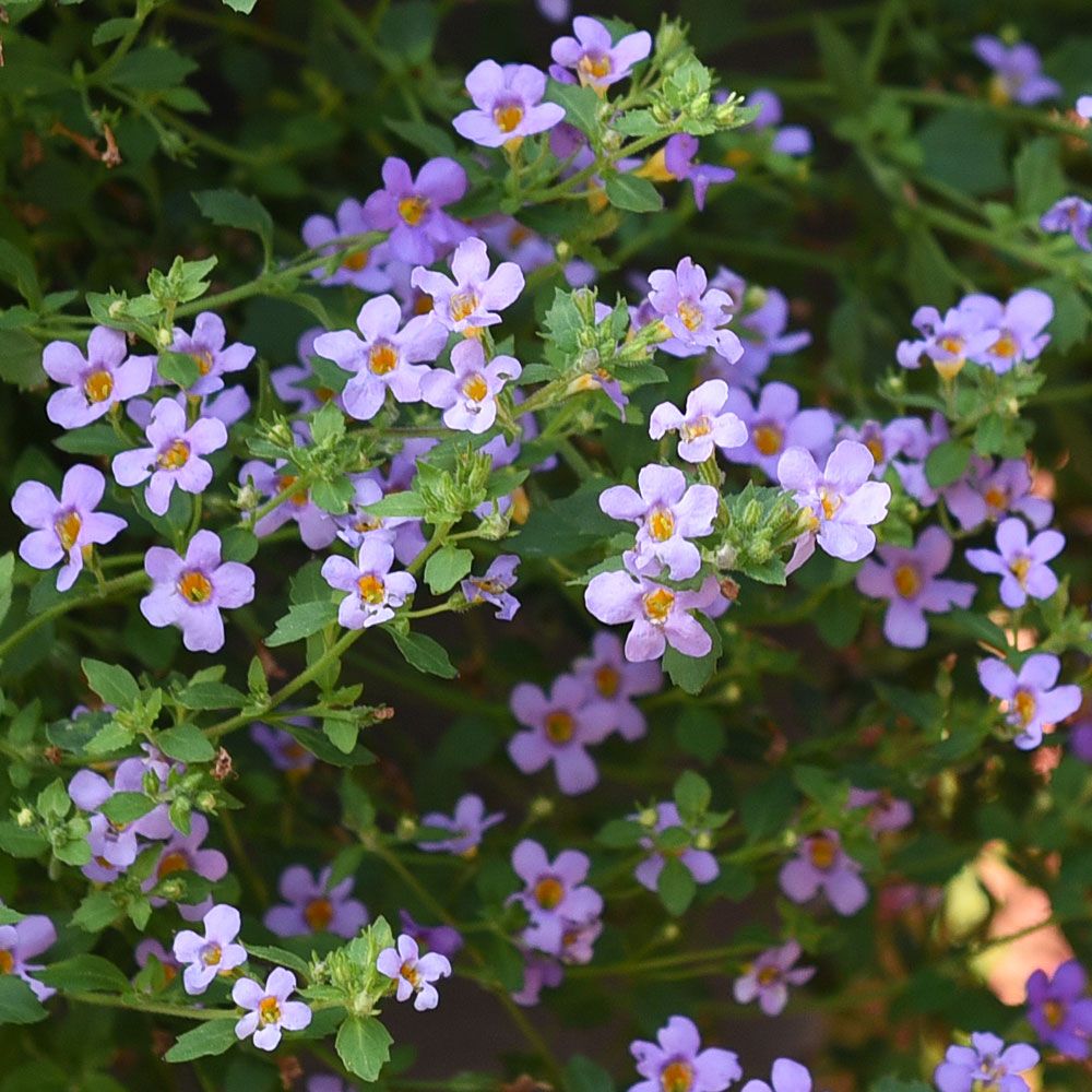 Bacopa 'Blutopia' i gruppen Frø / Ettårige blomster hos Impecta Fröhandel (87396)