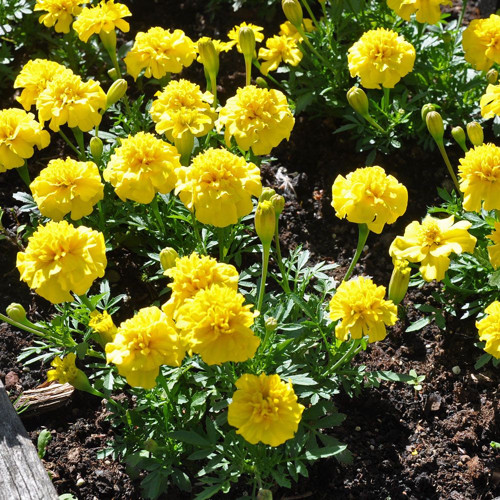 Fløyelsblomst 'Primo Yellow' i gruppen Frø / Ettårige blomster hos Impecta Fröhandel (8741)