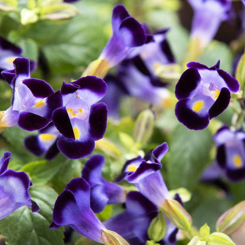 Torenia F1 ''Little Kiss Blue''