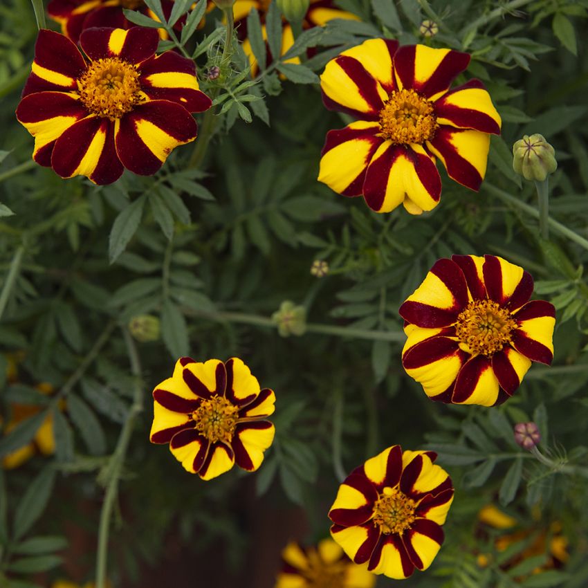 Fløyelsblomst 'Court Jester' i gruppen Frø / Ettårige blomster hos Impecta Fröhandel (87561)