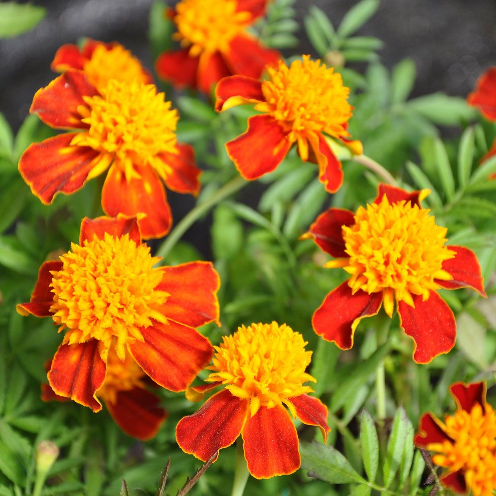 Fløyelsblomst 'Orange Flame' i gruppen Frø / Ettårige blomster / Spiselige ettårige blomster hos Impecta Fröhandel (8757)