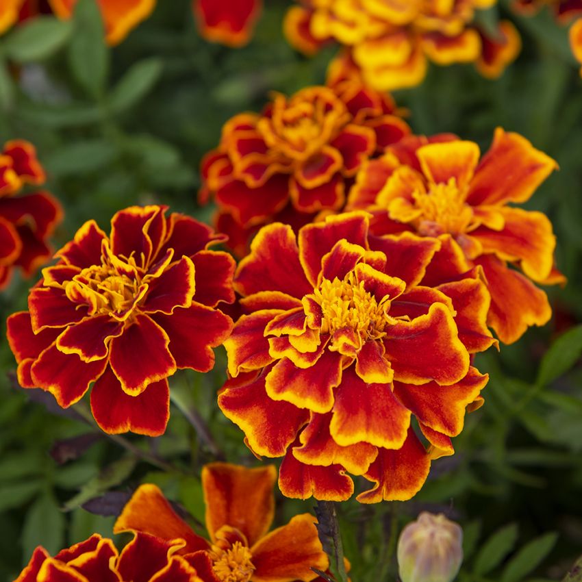 Fløyelsblomst 'Honeycomb' i gruppen Frø / Ettårige blomster hos Impecta Fröhandel (8775)