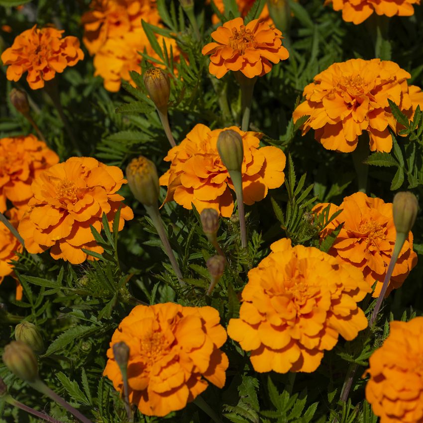 Fløyelsblomst 'Glow' i gruppen Frø / Ettårige blomster hos Impecta Fröhandel (8780)