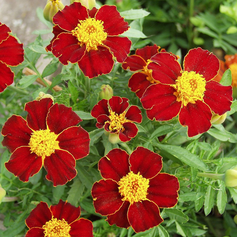 Fløyelsblomst 'Favourite Red' i gruppen Frø / Ettårige blomster hos Impecta Fröhandel (8784)
