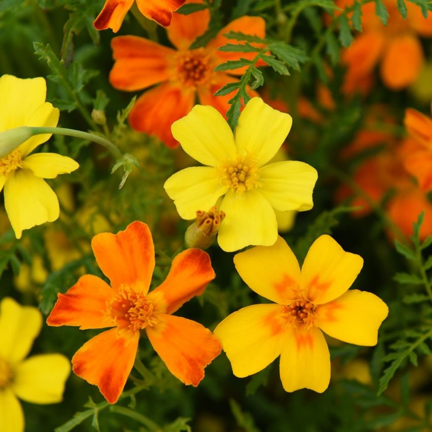 Liten fløyelsblomst i gruppen Frø / Ettårige blomster hos Impecta Fröhandel (87875)