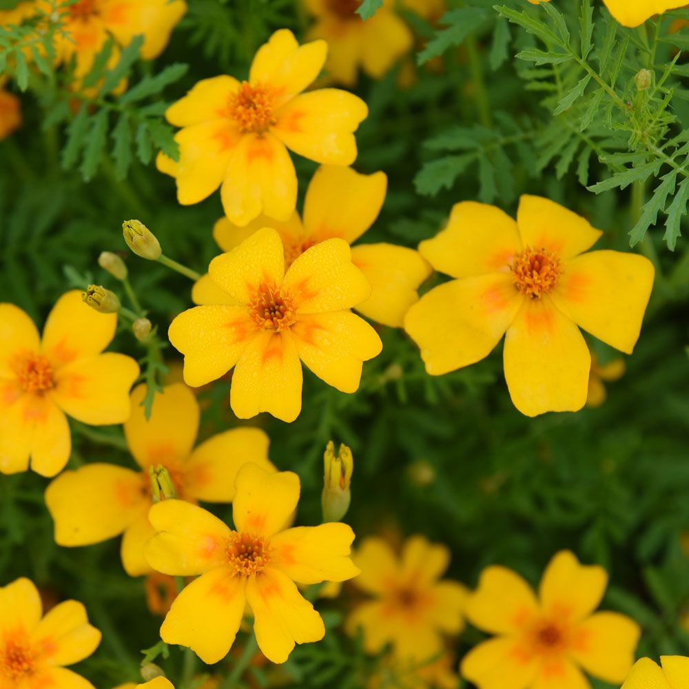 Liten fløyelsblomst 'Golden Gem' i gruppen Frø / Ettårige blomster hos Impecta Fröhandel (8788)