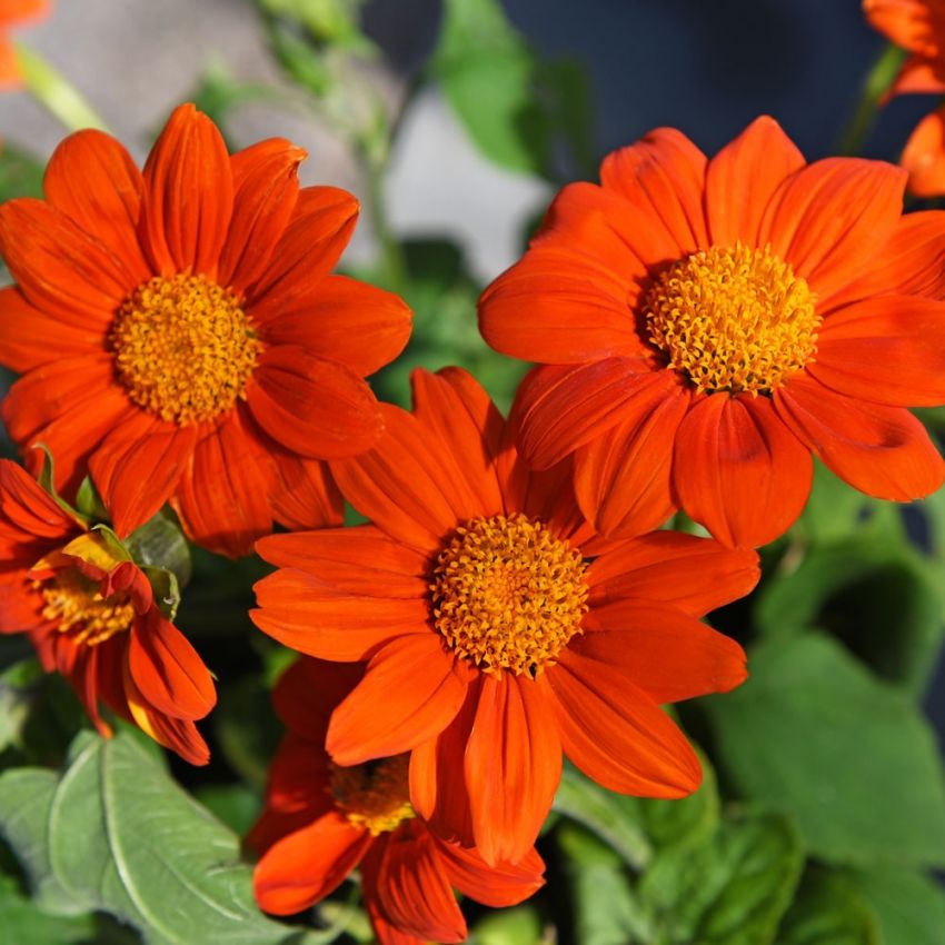 Inkakrage 'Orange Torch' i gruppen Frø / Ettårige blomster hos Impecta Fröhandel (8795)