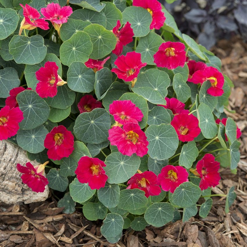 Blomkarse 'Baby Rose' i gruppen Frø / Ettårige blomster hos Impecta Fröhandel (88021)