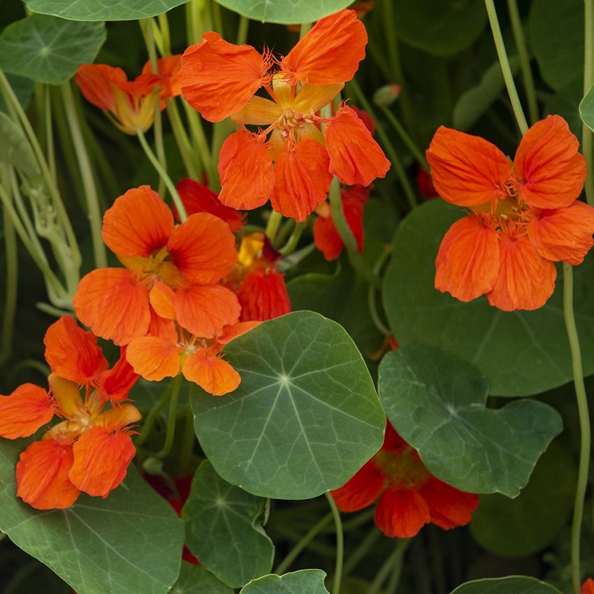 Blomkarse 'Whirlybird Tangerine' i gruppen Frø / Ettårige blomster hos Impecta Fröhandel (88081)