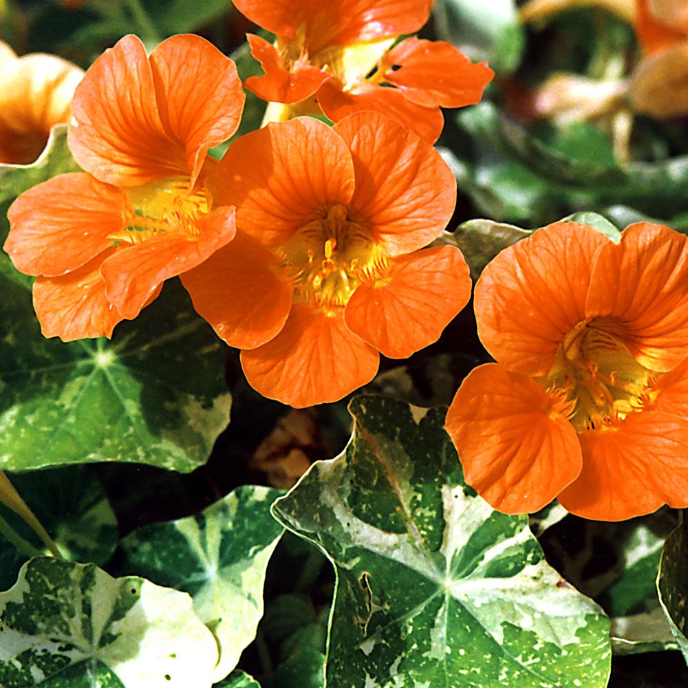 Blomkarse 'Alaska Salmon Orange' i gruppen Frø / Ettårige blomster hos Impecta Fröhandel (8812)