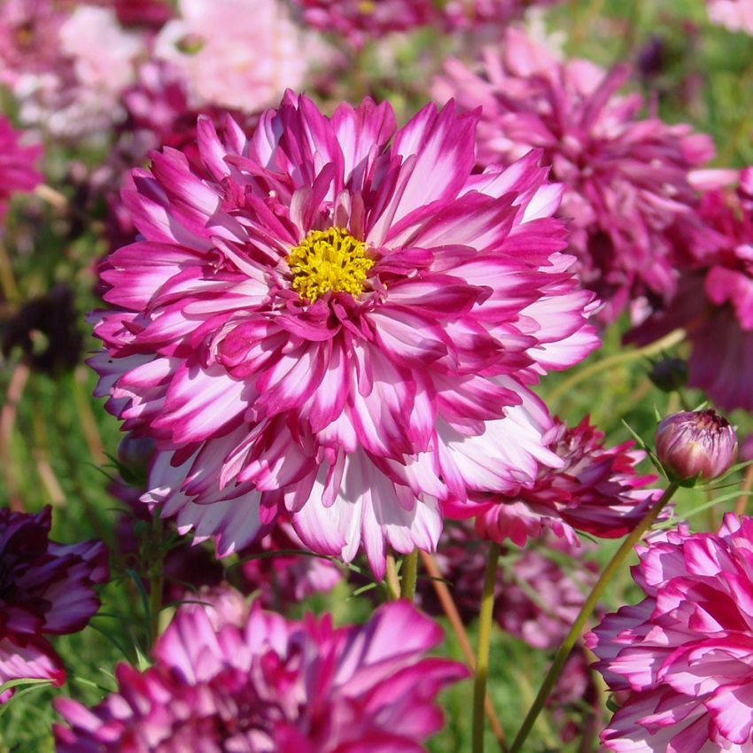 Pyntekorg ''Double Click Bicolour Violet'', smukke, store, halv- til helt fyldte blomster, tofarvede i hvid og rosaviolet.