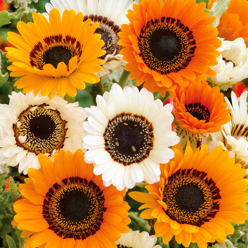 Antilopeøye i gruppen Frø / Ettårige blomster hos Impecta Fröhandel (8815)