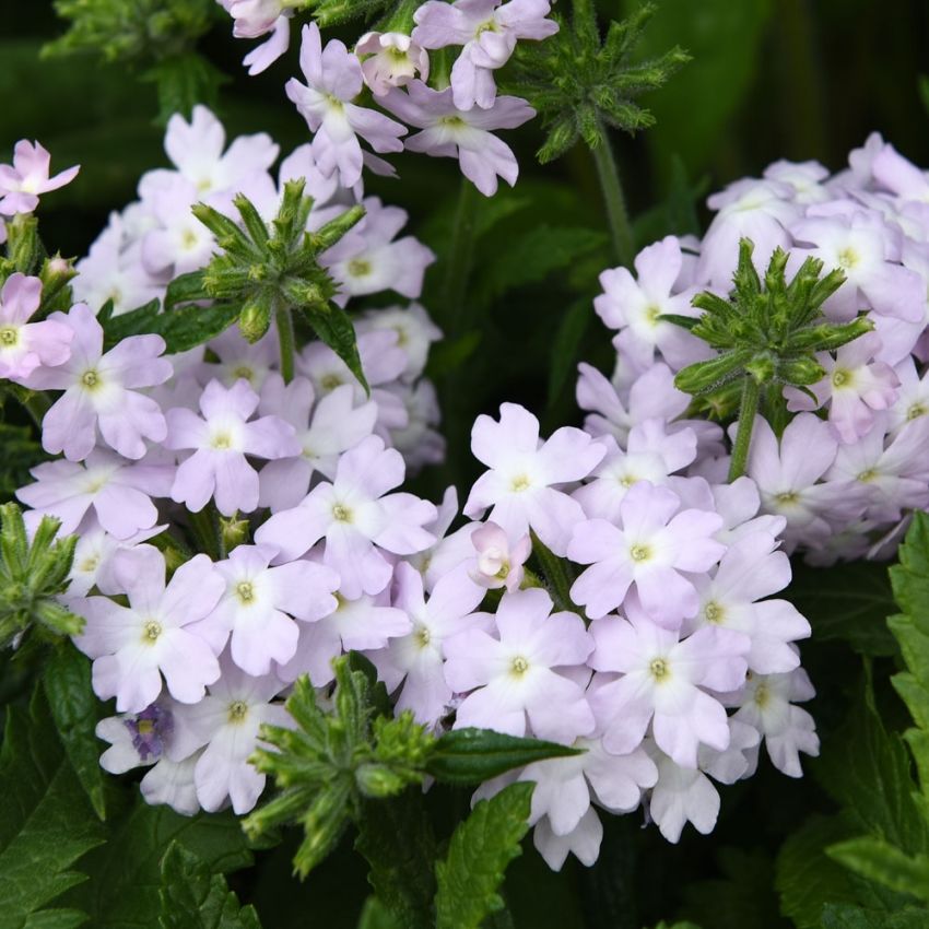 Hageverbena 'Quartz XP Silver' i gruppen Frø / Ettårige blomster hos Impecta Fröhandel (88191)