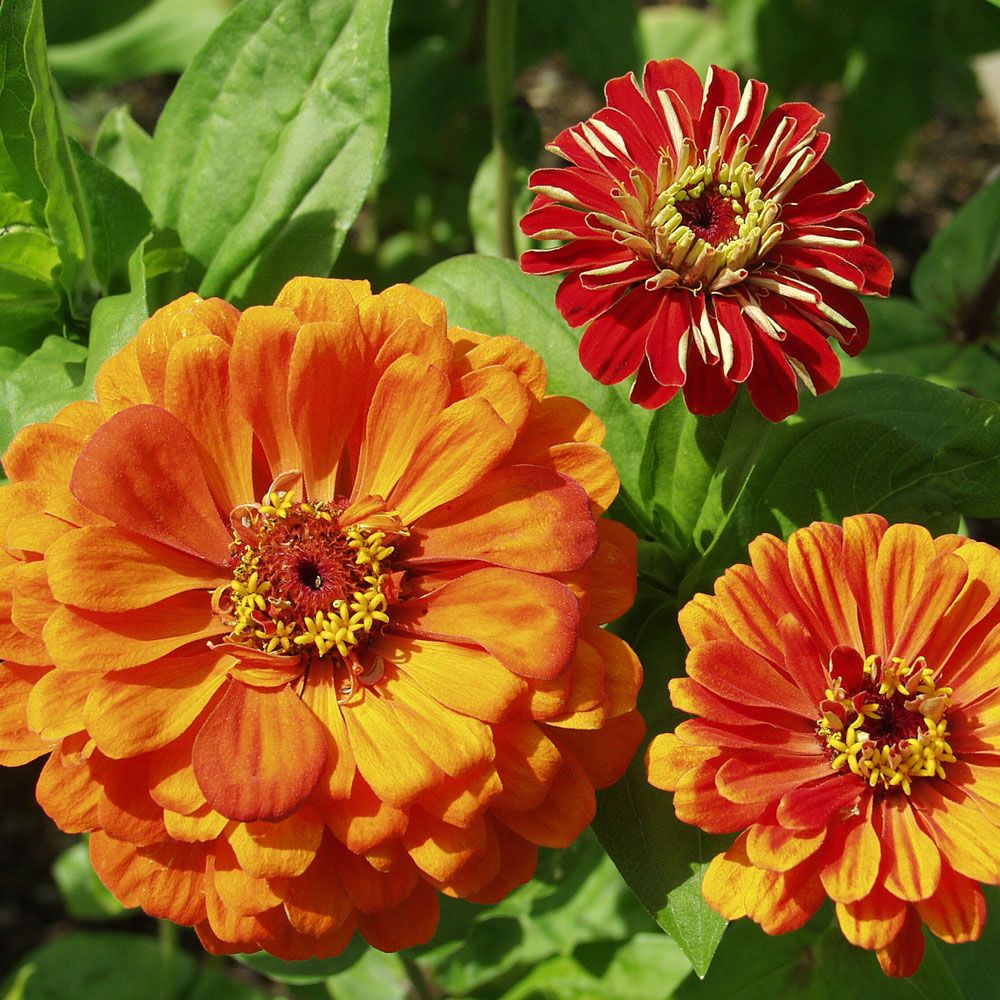 Sinnia 'Oriole' i gruppen Frø / Ettårige blomster hos Impecta Fröhandel (8834)