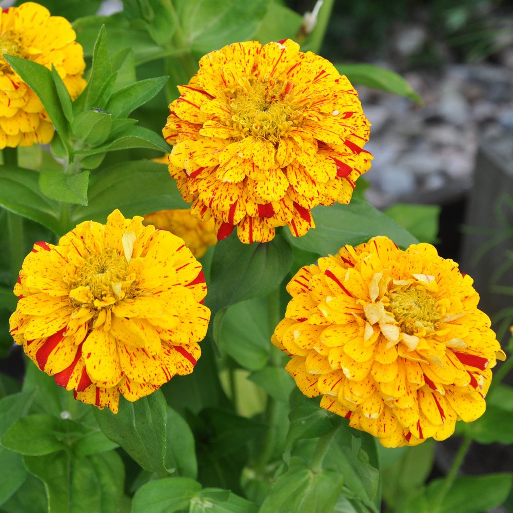Sinnia 'Pop Art Golden & Red' i gruppen Frø / Ettårige blomster hos Impecta Fröhandel (8839)
