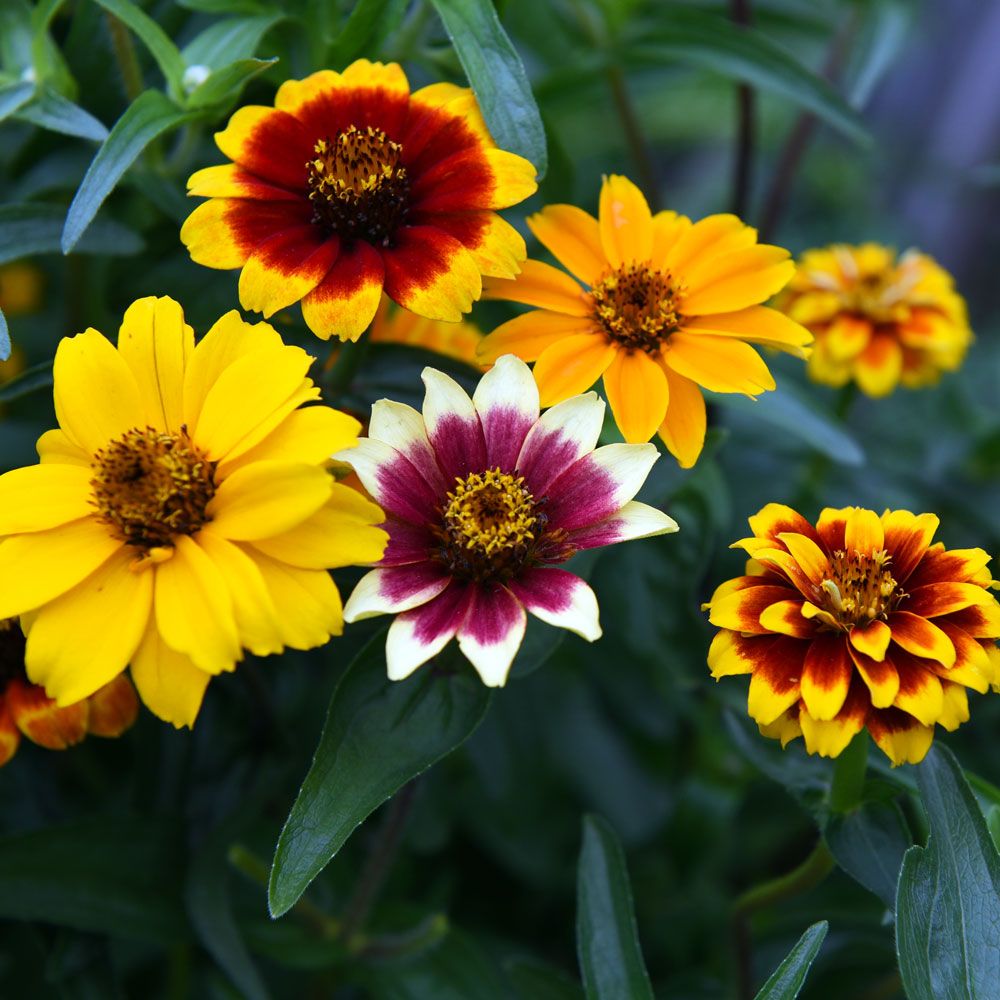 Sinnia 'Old Mexico Mix' i gruppen Frø / Ettårige blomster hos Impecta Fröhandel (8845)