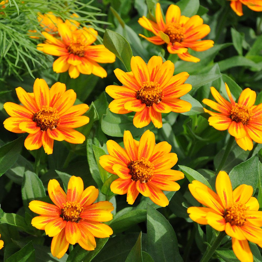 Maryland-sinnia 'Zahara Sunburst' i gruppen Frø / Ettårige blomster hos Impecta Fröhandel (88462)