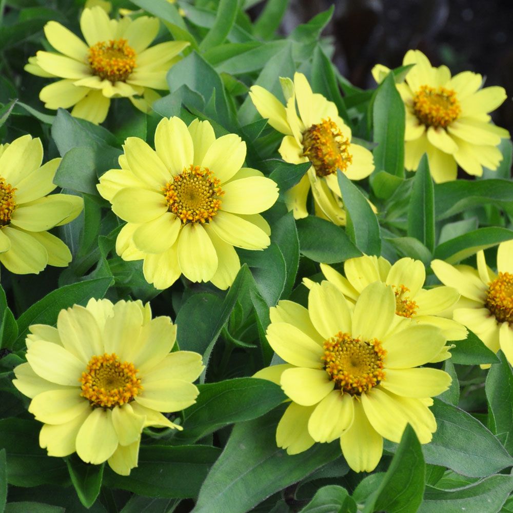 Maryland-sinnia 'Zahara Yellow' i gruppen Frø / Ettårige blomster hos Impecta Fröhandel (88463)