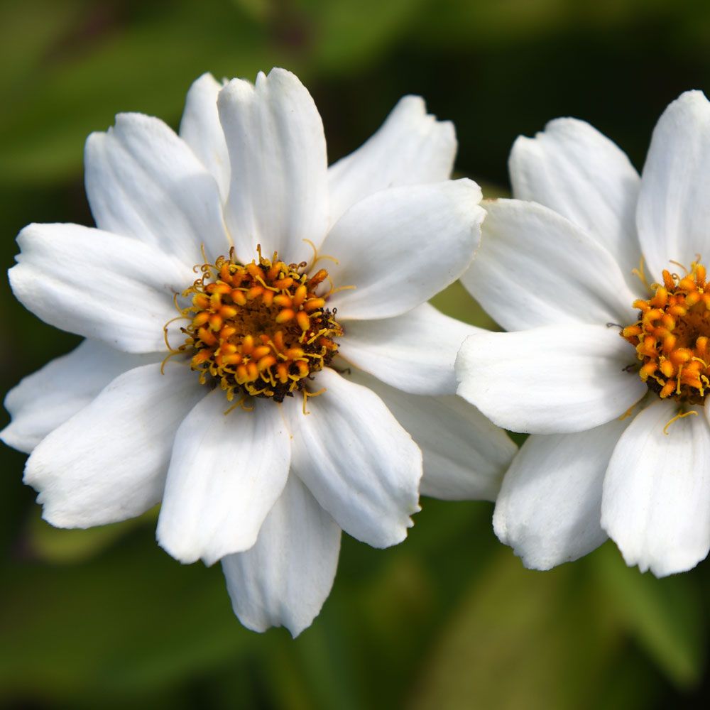Maryland-sinnia 'Zahara White' i gruppen Frø / Ettårige blomster hos Impecta Fröhandel (88464)