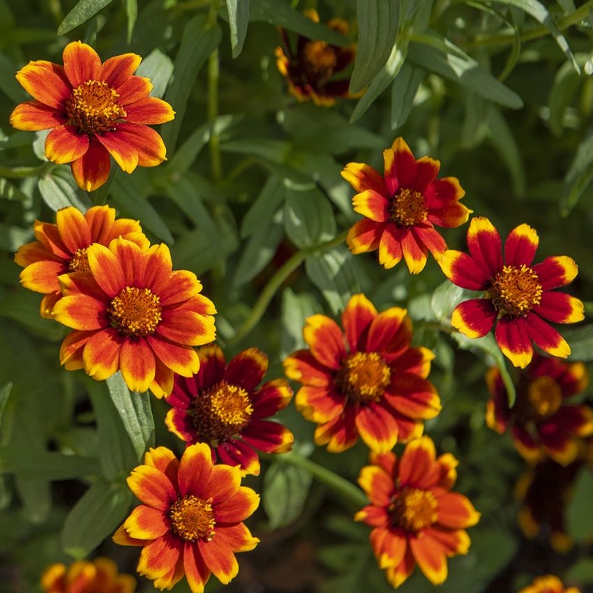 Sinnia 'Chippendale' i gruppen Frø / Ettårige blomster hos Impecta Fröhandel (8847)