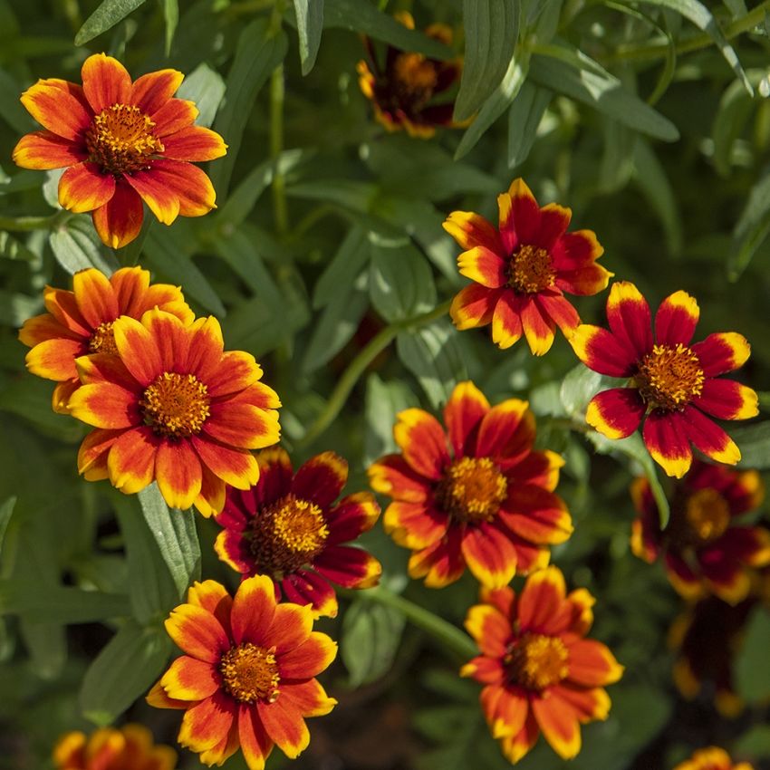 Sinnia 'Chippendale' i gruppen Frø / Ettårige blomster hos Impecta Fröhandel (8847)