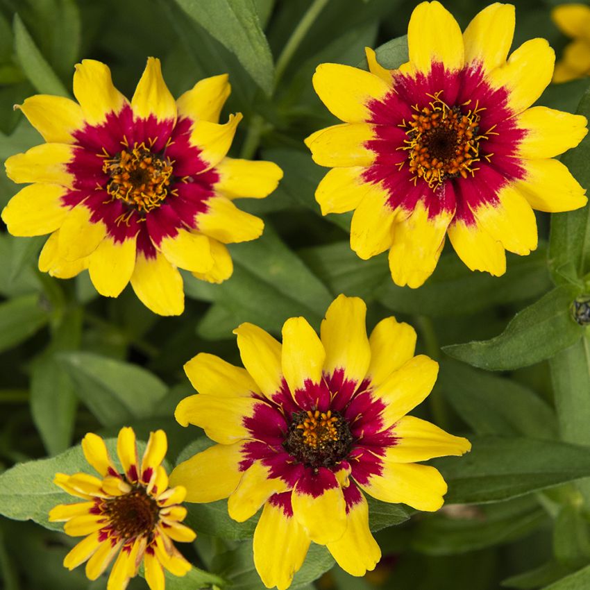 Maryland-sinnia 'Profusion Red Yellow Bicolor' i gruppen Frø / Ettårige blomster hos Impecta Fröhandel (88492)