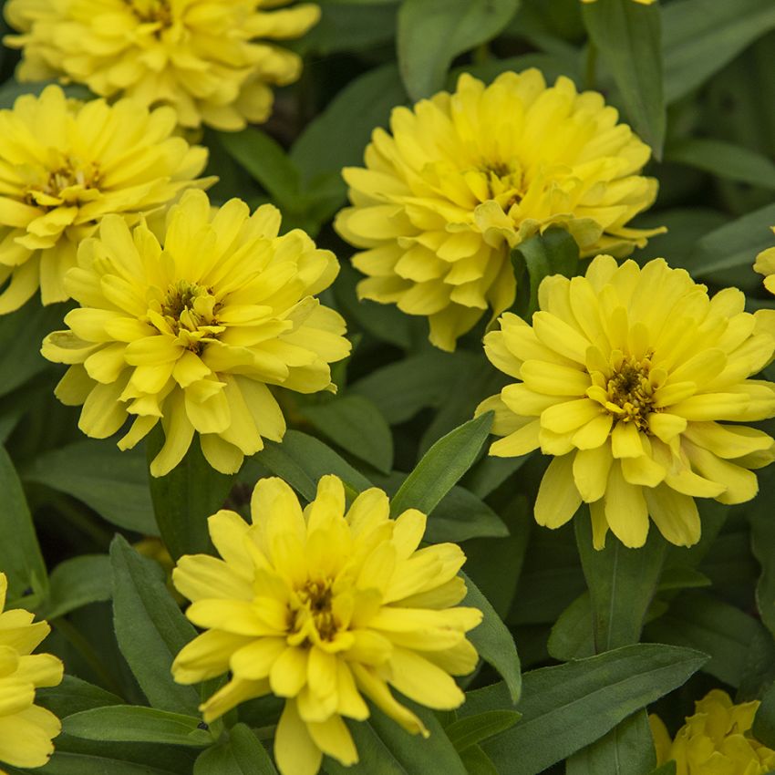 Maryland-sinnia 'Zahara Double Yellow' i gruppen Frø / Ettårige blomster hos Impecta Fröhandel (88526)