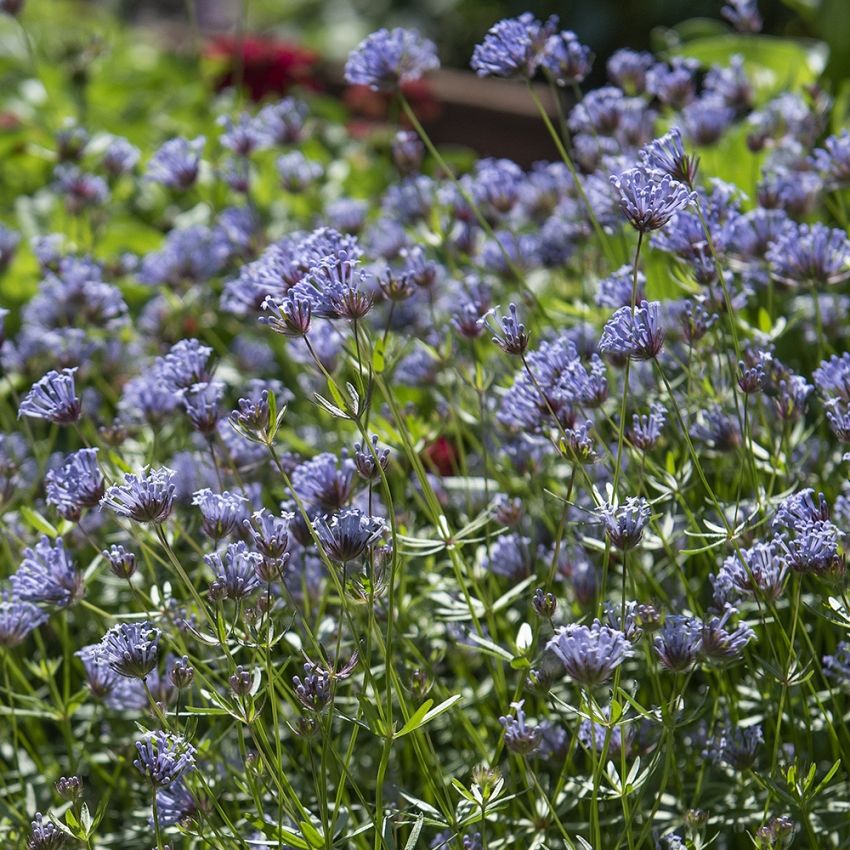 Orientmyske 'Blue Surprise' i gruppen Frø / Ettårige blomster hos Impecta Fröhandel (8900)