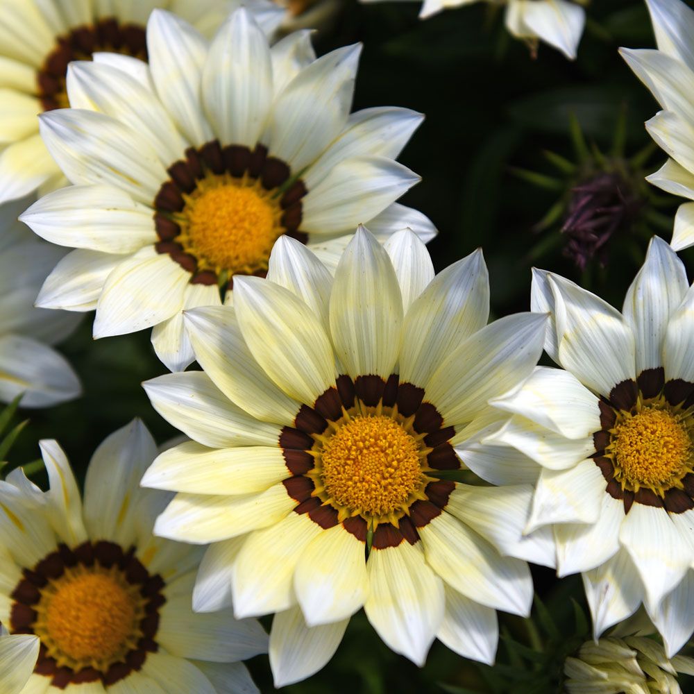 Påfuglblomst F1 'New Day White' i gruppen Frø / Ettårige blomster hos Impecta Fröhandel (89022)