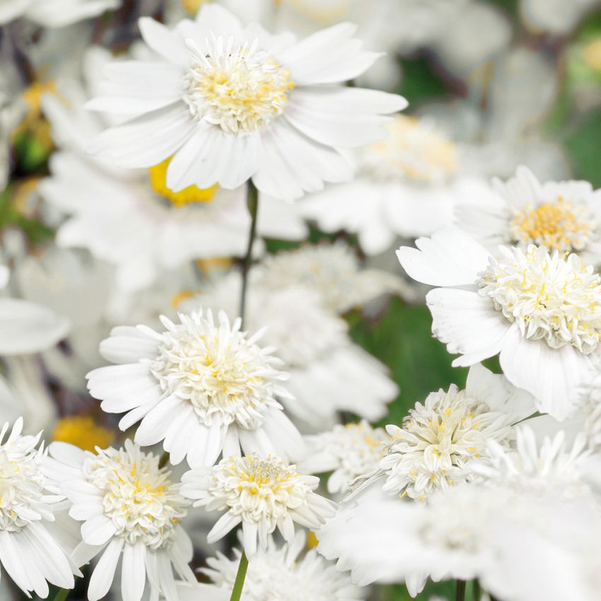 Pyntekorg ''Popsocks White'', Snehvide, enkelte til fyldte blomster med gul midte.