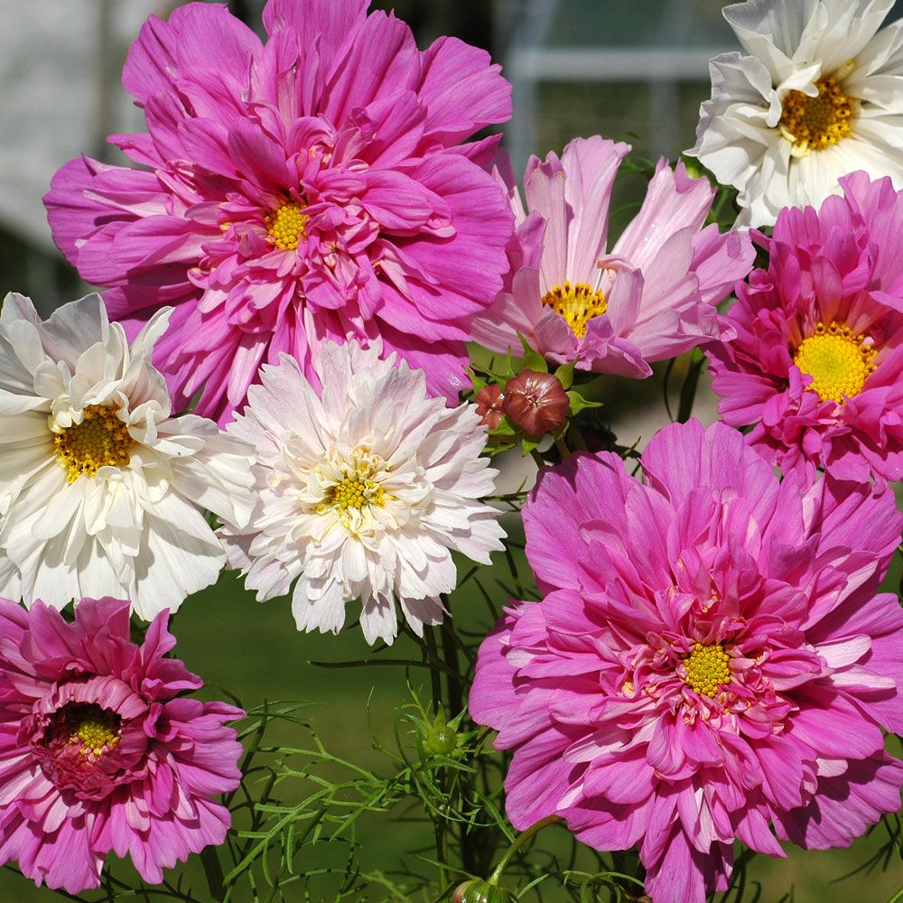 Pyntekurv 'Double Click' i gruppen Frø / Ettårige blomster hos Impecta Fröhandel (8913)