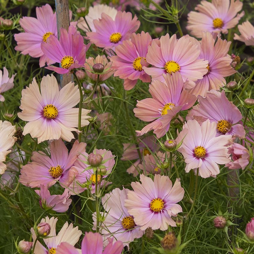 Pyntekurv 'Apricotta' i gruppen Frø / Ettårige blomster hos Impecta Fröhandel (89132)