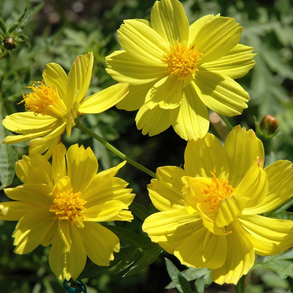 Gullkorg 'Sunny Lemon' i gruppen Frø / Ettårige blomster hos Impecta Fröhandel (8914)