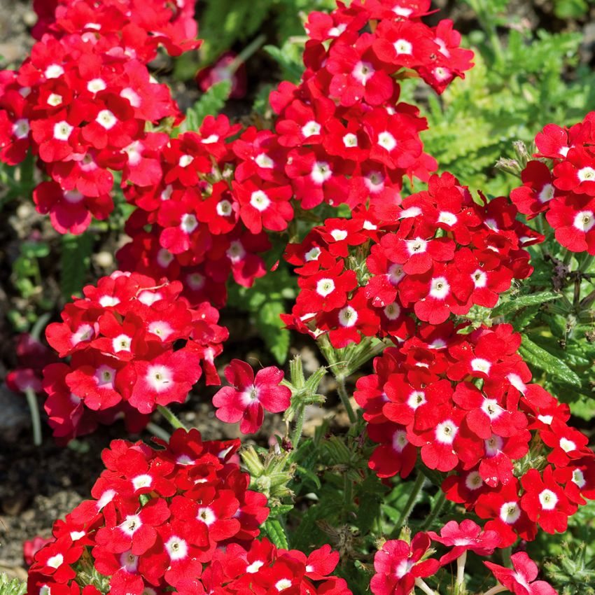 Hageverbena 'Quartz XP Red with Eye' i gruppen Frø / Ettårige blomster hos Impecta Fröhandel (8917)