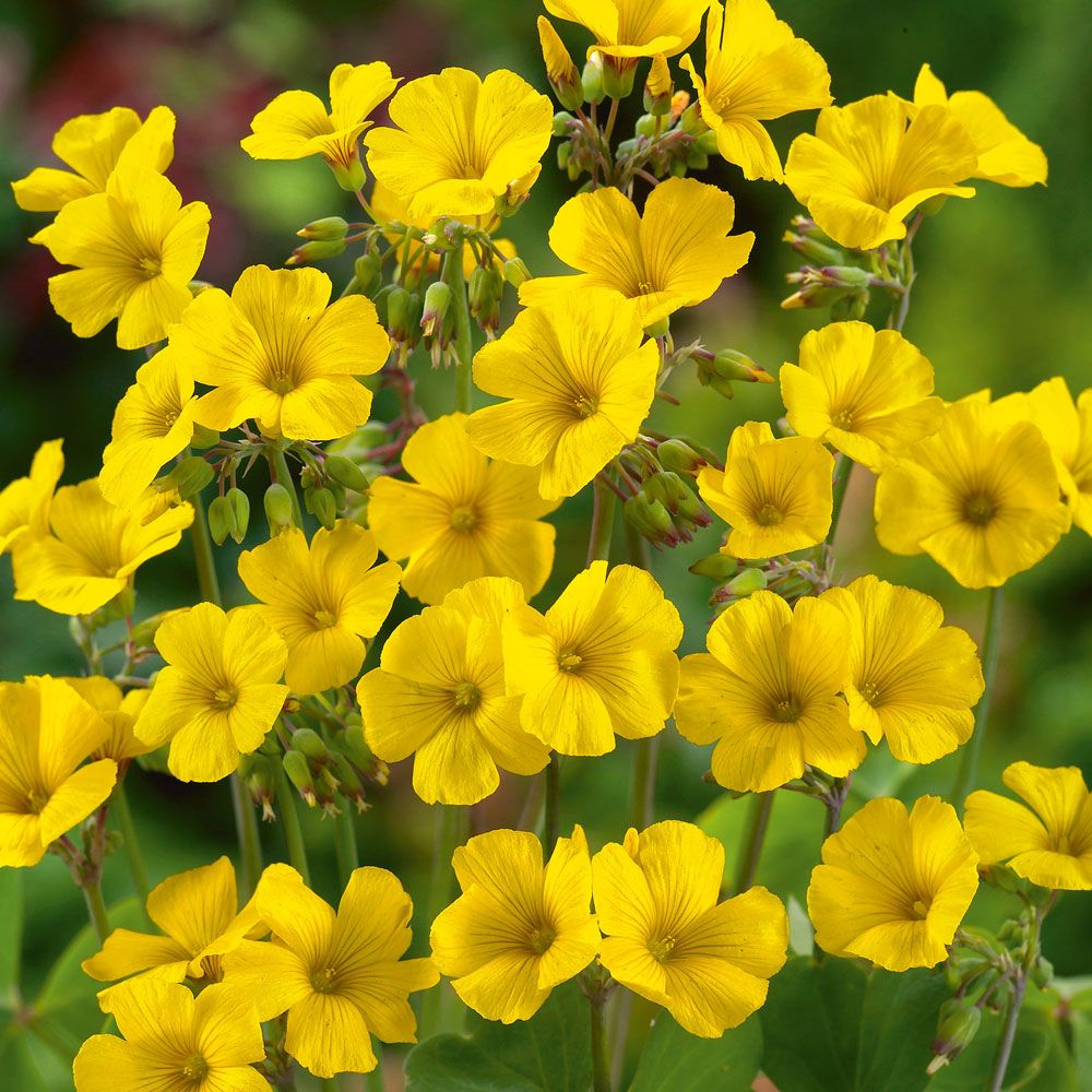 Chilensk gaukesyre i gruppen Frø / Ettårige blomster hos Impecta Fröhandel (8918)