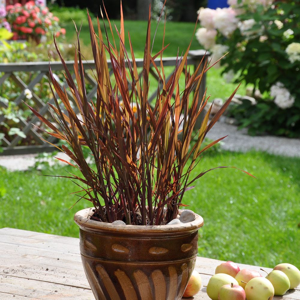 Prydris 'Black Madras' i gruppen Frø / Ettårige blomster hos Impecta Fröhandel (8929)
