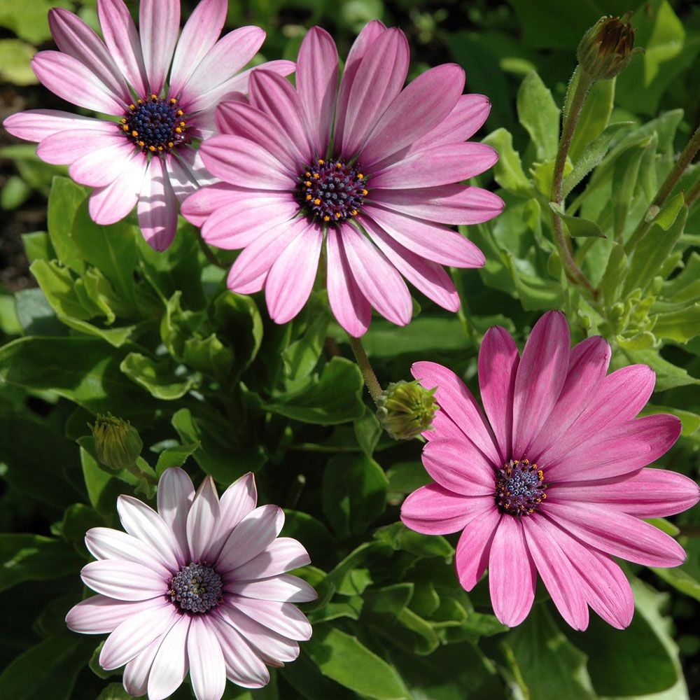 Spansk margeritt 'Ballade' i gruppen Frø / Ettårige blomster hos Impecta Fröhandel (8931)