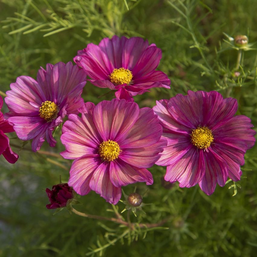 Pyntekurv 'Xsenia' i gruppen Frø / Ettårige blomster hos Impecta Fröhandel (89323)