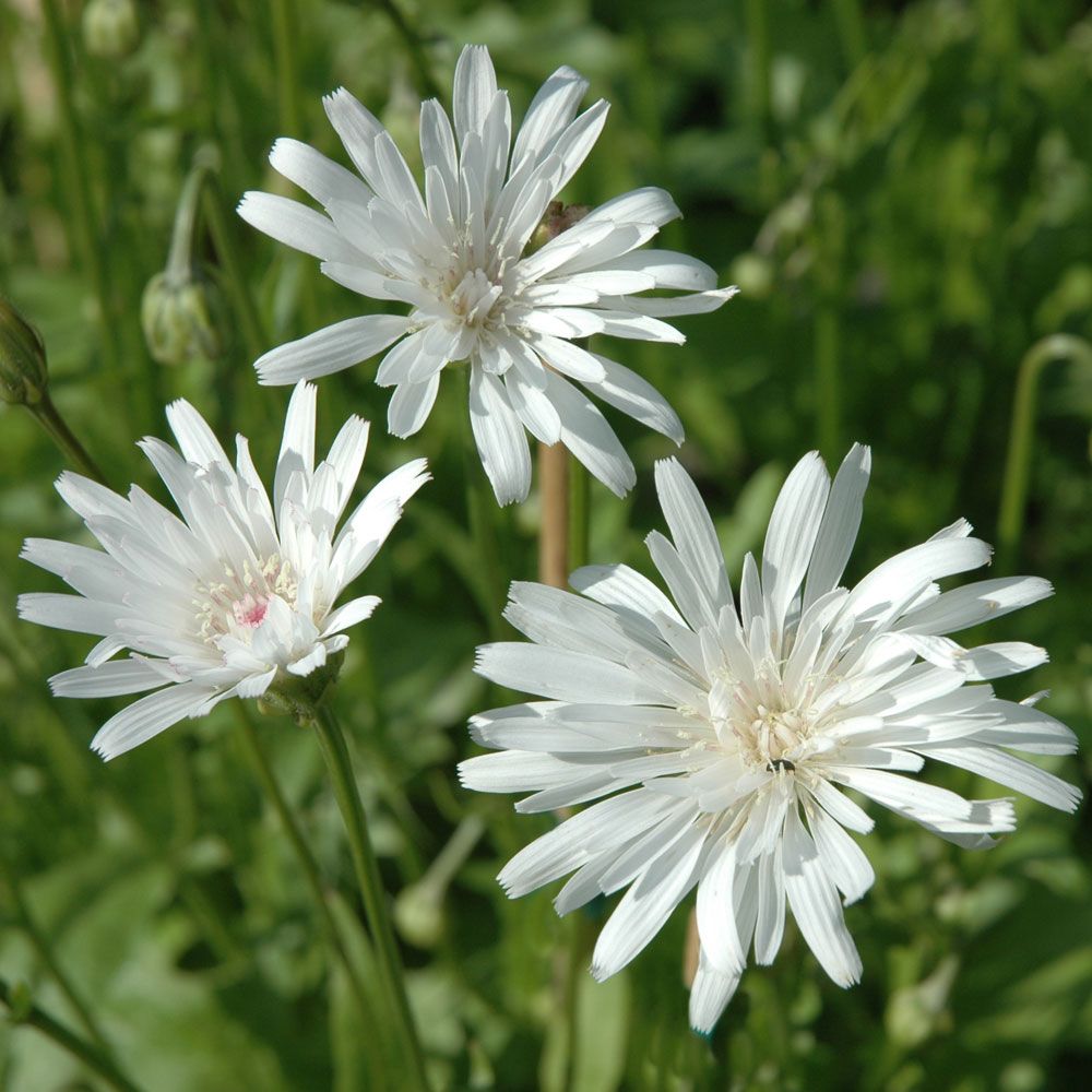 Rødhaukeskjegg 'Snow White' i gruppen Frø / Ettårige blomster hos Impecta Fröhandel (8933)