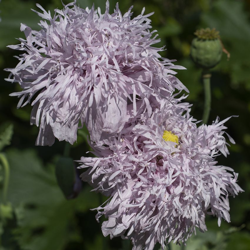 Valmue 'Lilac Pompom' i gruppen Frø / Ettårige blomster hos Impecta Fröhandel (8942)