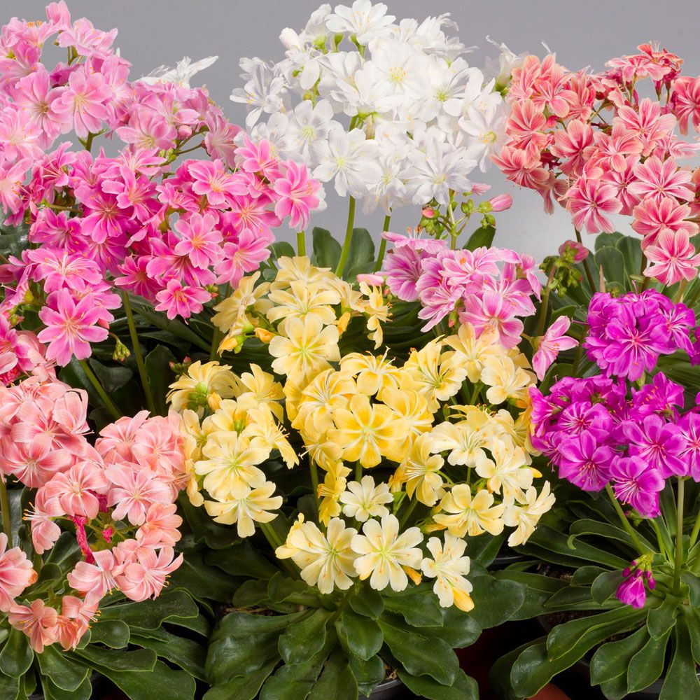 Kalifornialewisia 'Elise' i gruppen Frø / Ettårige blomster hos Impecta Fröhandel (8948)
