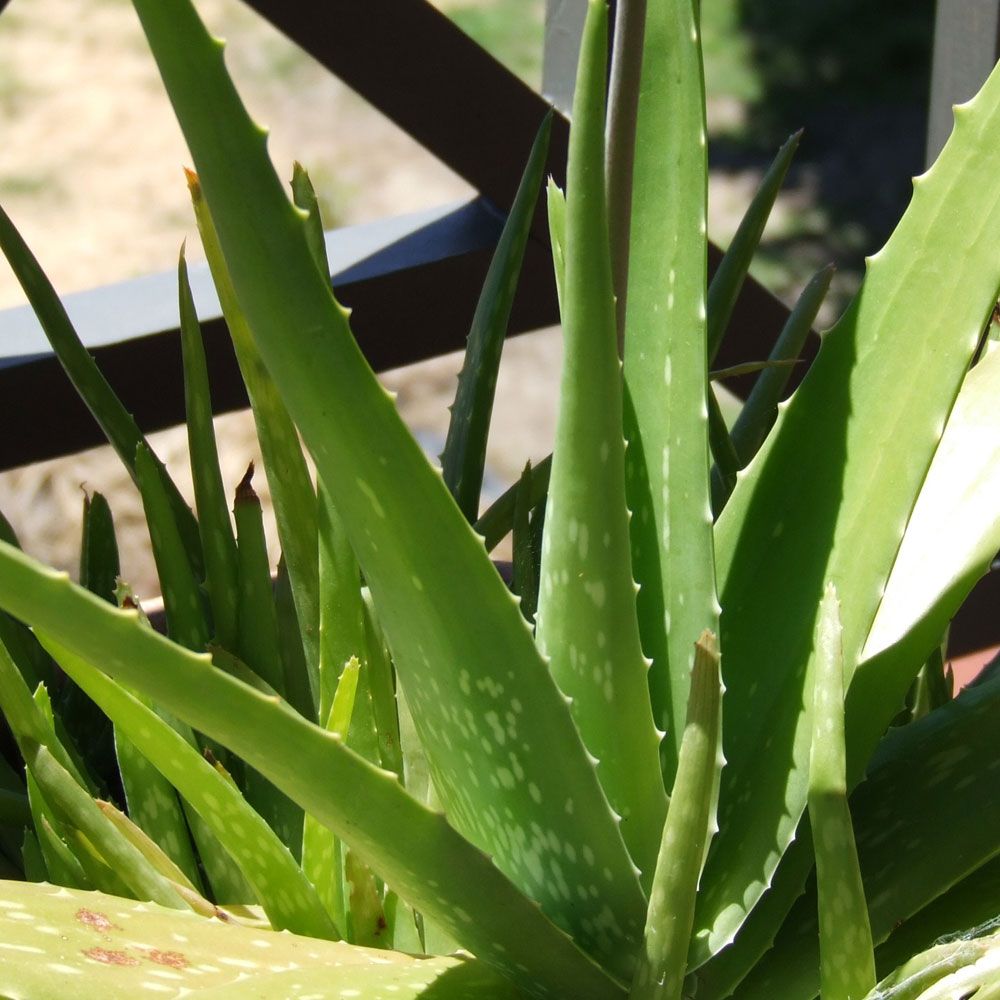 Aloe i gruppen Frø / Flerårige potteplanter hos Impecta Fröhandel (900)