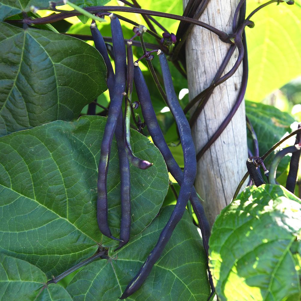 Purpurbønne 'Blauhilde'