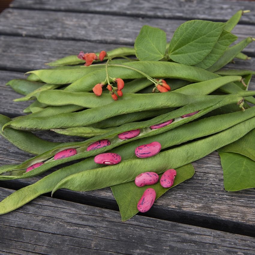 Prydbønne ''Prizegewinner'', Røde blomster og lange, velfylte belger. 