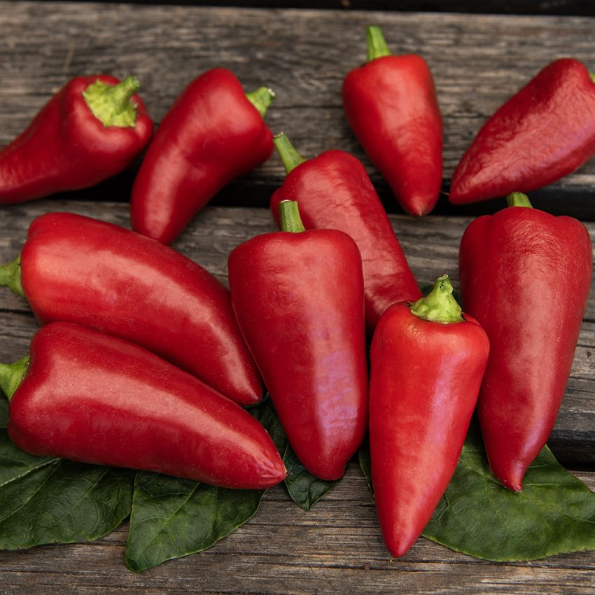 Peberfrugt 'Roter Augsburger', minipeber med ca. 8 cm lange, kegleformede, sprøde frugter, der modnes fra grøn til rød.