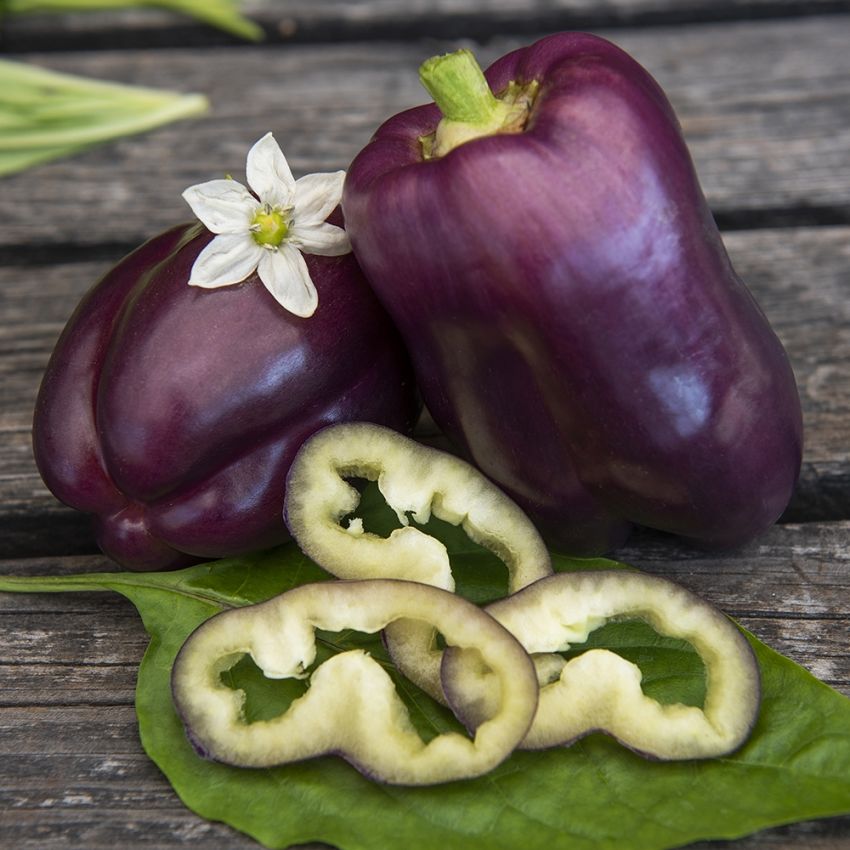 Paprika F1 'Tequila' i gruppen Frø / Grønnsaker hos Impecta Fröhandel (9416)